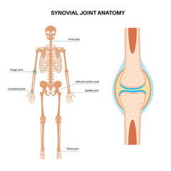 Synovial joint poster