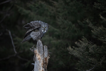 Great Gray Owl stretching its wings