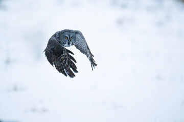Great Gray Owl in flight over snow covered field