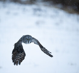 Great Gray Owl in flight over snow covered field