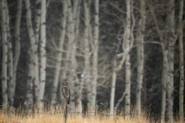 Great Gray (Grey) Owl perched in natural habitat