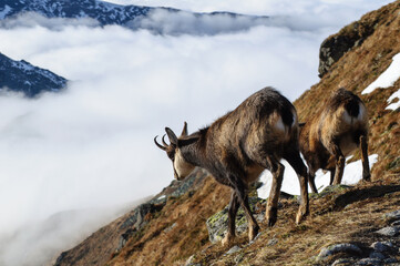 Kozice na tle krajobrazu górskiego, Tatry. © Blaszko