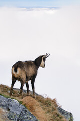 Kozica w naturalnym górskim środowisku, Tatry Wysokie. © Blaszko