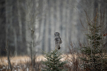 Great Gray (Grey) Owl perched in natural habitat