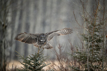 Great Gray Owl lands on a small tree with wings widely spread in a dramatic pose