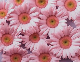 Close-up of Pink Gerbera Daisies