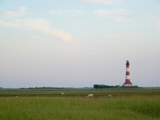 Fototapeta na wymiar Lighthouse with meadow and sheep