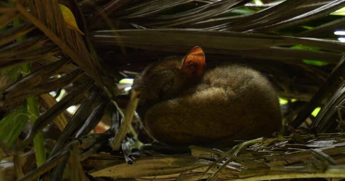 Philippine tarsier rest in palm tree nest