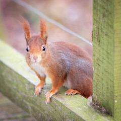 Red squirrel on fence