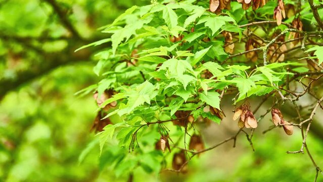 Acer tataricum ginnala (Amur maple) is plant species with woody stems native to northeastern Asia from Mongolia east to Korea and Japan, and north to Russian Far East in the Amur River valley.