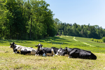 K&uuml;he liegend auf der Weide