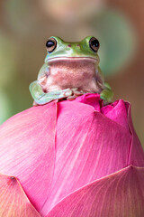 Australian green tree frog. An overweight member of the species deposits fat layers over the top of...