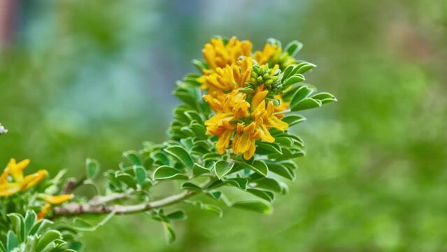 Medicago arborea is flowering plant species in the pea and bean family Fabaceae. Common names include moon trefoil, shrub medick, alfalfa arborea, and tree medick.