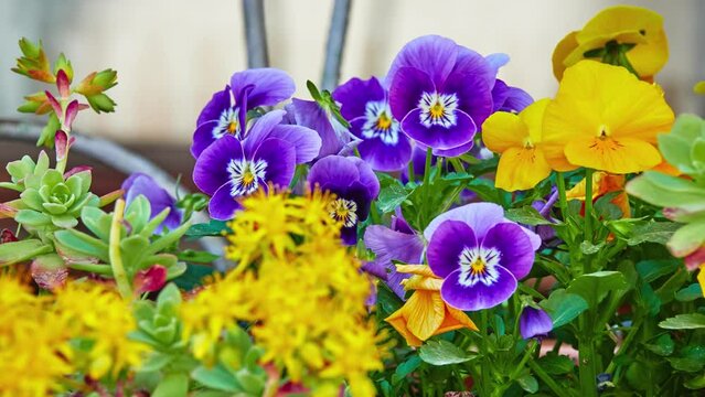 Garden pansy (Viola wittrockiana) is type of large-flowered hybrid plant cultivated as garden flower. It is derived by hybridization from several species in section Melanium of genus Viola.