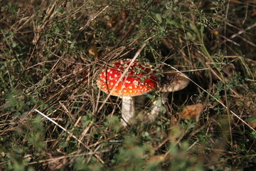 Toadstool in gras