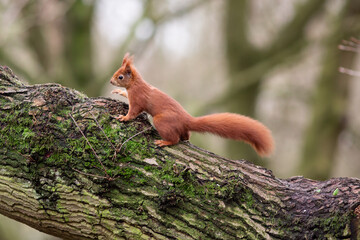 Red Squirrel on tree branch