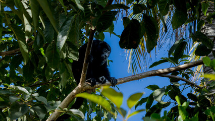 Howler monkey on a branch