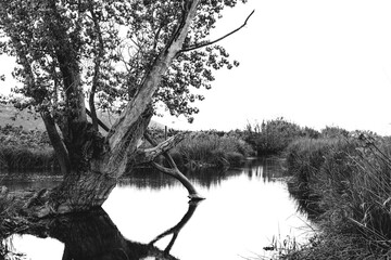 River forks in a black and white image
