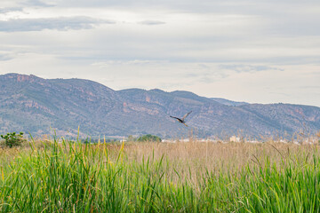 Cormorant flies over natural environment
