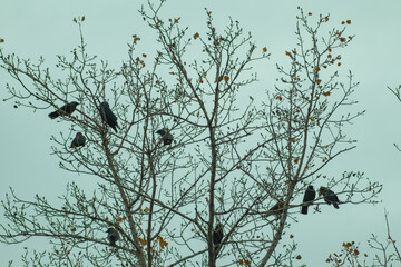 birds gather in a tree during the winter