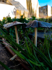 mushrooms found after rainy days