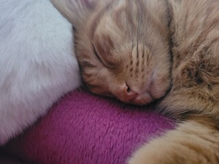 Sieste des chats © Laurie