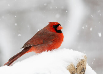 cardinal in snow on perch