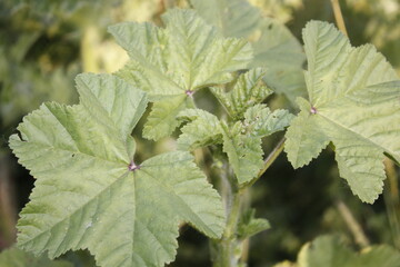 Fresh spices and herbs medicine plants isolated on a white background.