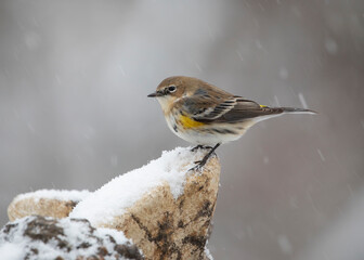 warbler in snow on perch