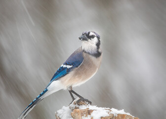 blue jay in windy snow