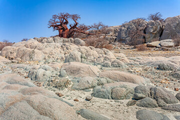 Trockene Felslandschaft mit mächtigem Affenbrotbaum