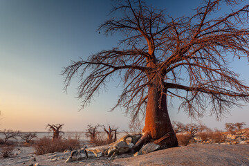 Baobabs und Sterkulienbaum im Abendlicht