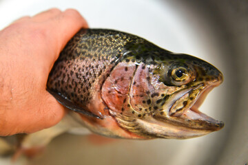 Close up view of raw trout fish