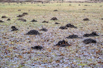 Mole holes on the lawn at frost. Big molehills on green grass. Garden damage by wild animal