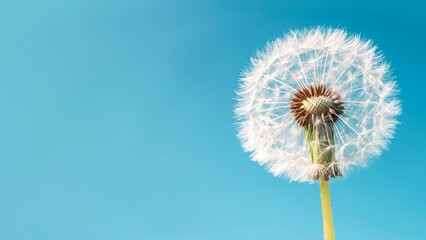 Closeup dandelion on a blue sky background with space for copy text.