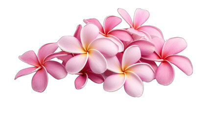 Obraz premium a fresh plumeria png / transparent
