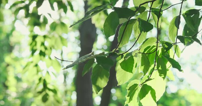 Delicate green spring foliage sway in light breeze on morning sun rays backdrop. Fresh deciduous forest. Sunlight filtering through tree leaves. Leafy photosynthesis in nature. Clean natural ecology 