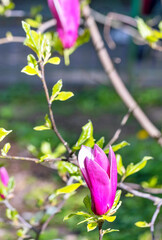 Blooming magnolia branches in the spring garden. - 738854051