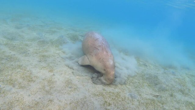 Dugong (Dugong dugon) feeding sea grass underwater. Sea cow