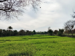 Beautiful green landscape with date palm tree and cloudy sky 