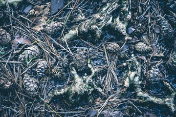Close up photo from Frozen Pine cones on the ground in the Dutch forest. Oisterwijk, The Netherlands.