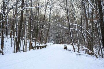 A snowy walking trail