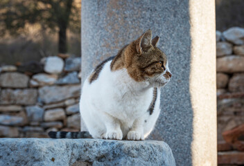 cat sitting on a stone