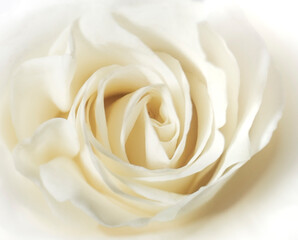 white rose close up