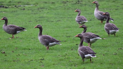 Ducks in the field