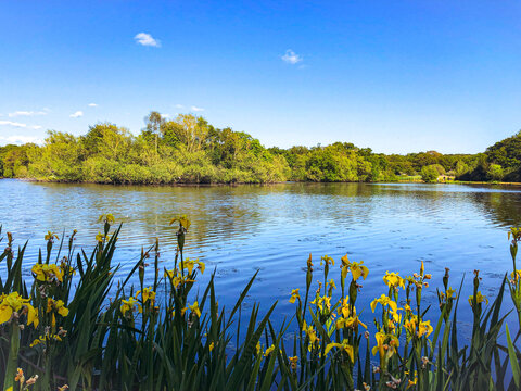 lake view with blue sky and yellow Iris in front, Epping Forest Connaught Water , north London, England.