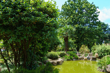 Emerald pond with fish and turtles in the Russian-Japanese Friendship Garden on Kurortny Prospekt in Sochi. Landscape architecture with elements of Japanese style and unique Japanese plants