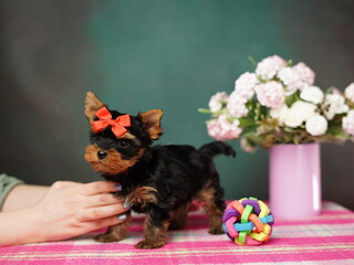 Yorkshire Terrier Puppy sitting next to toy. Fluffy, cute dog  with red bow on her head. Cute domestic pets	