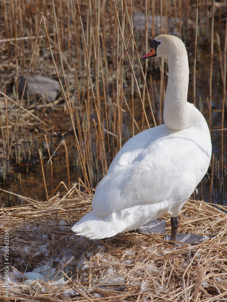 Sticker swan sitting on a nest in the reeds on the lake