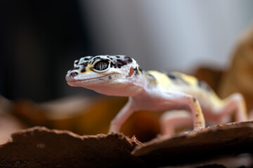 A leopard gecko is among the rubble of dry leaves